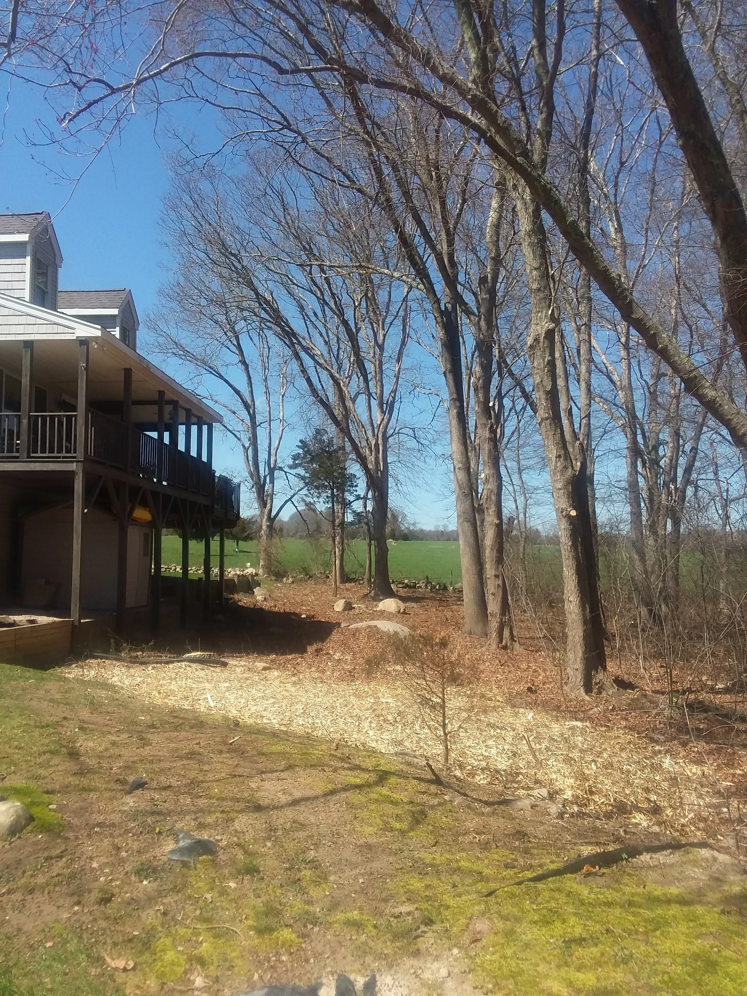 Backyard Tree Management - After