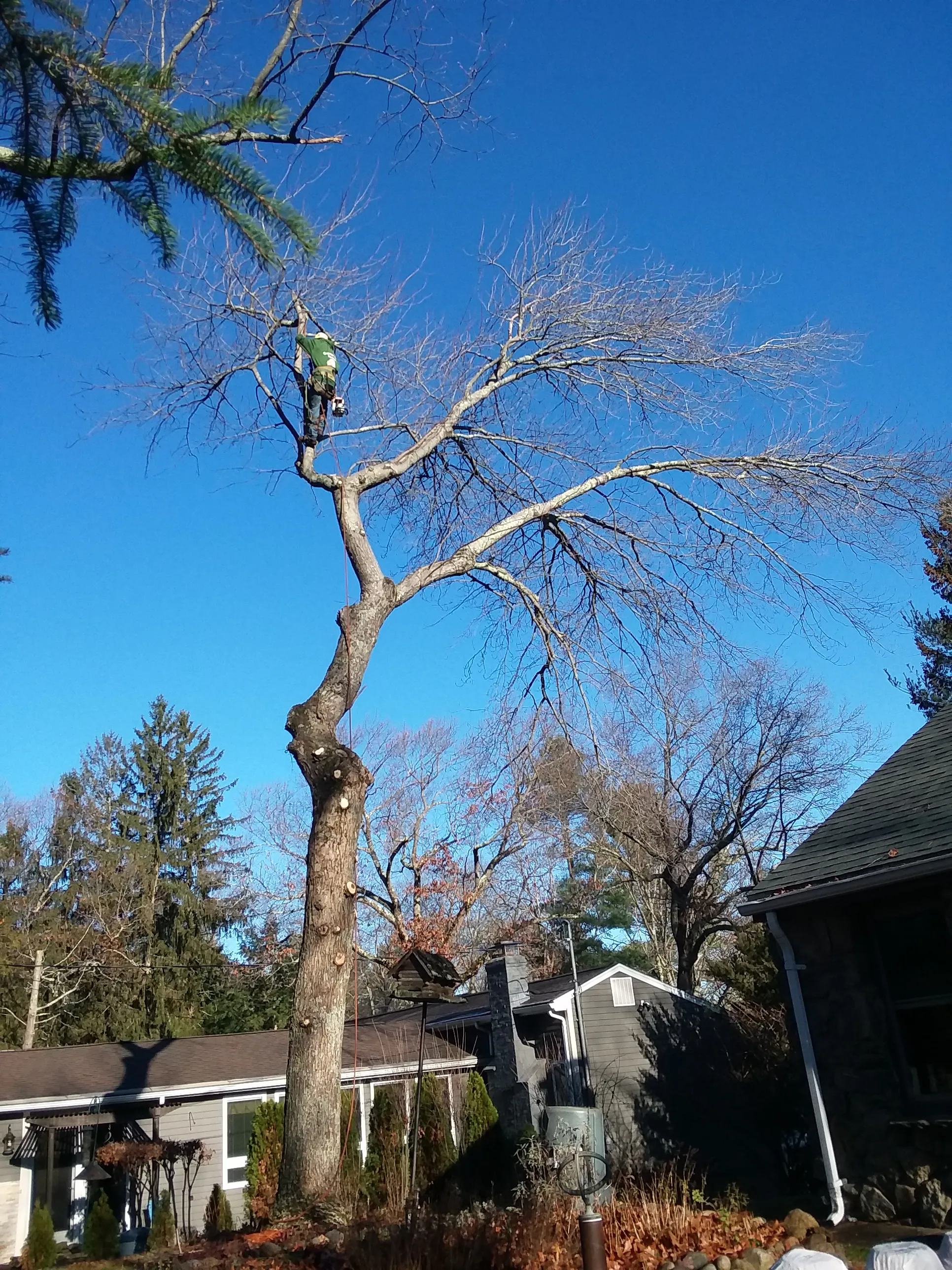 Expert Tree Removal - Before