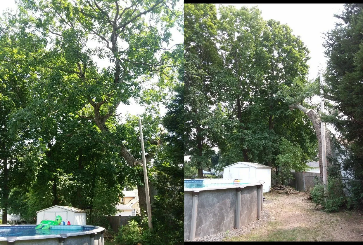 Pool Area Tree Management